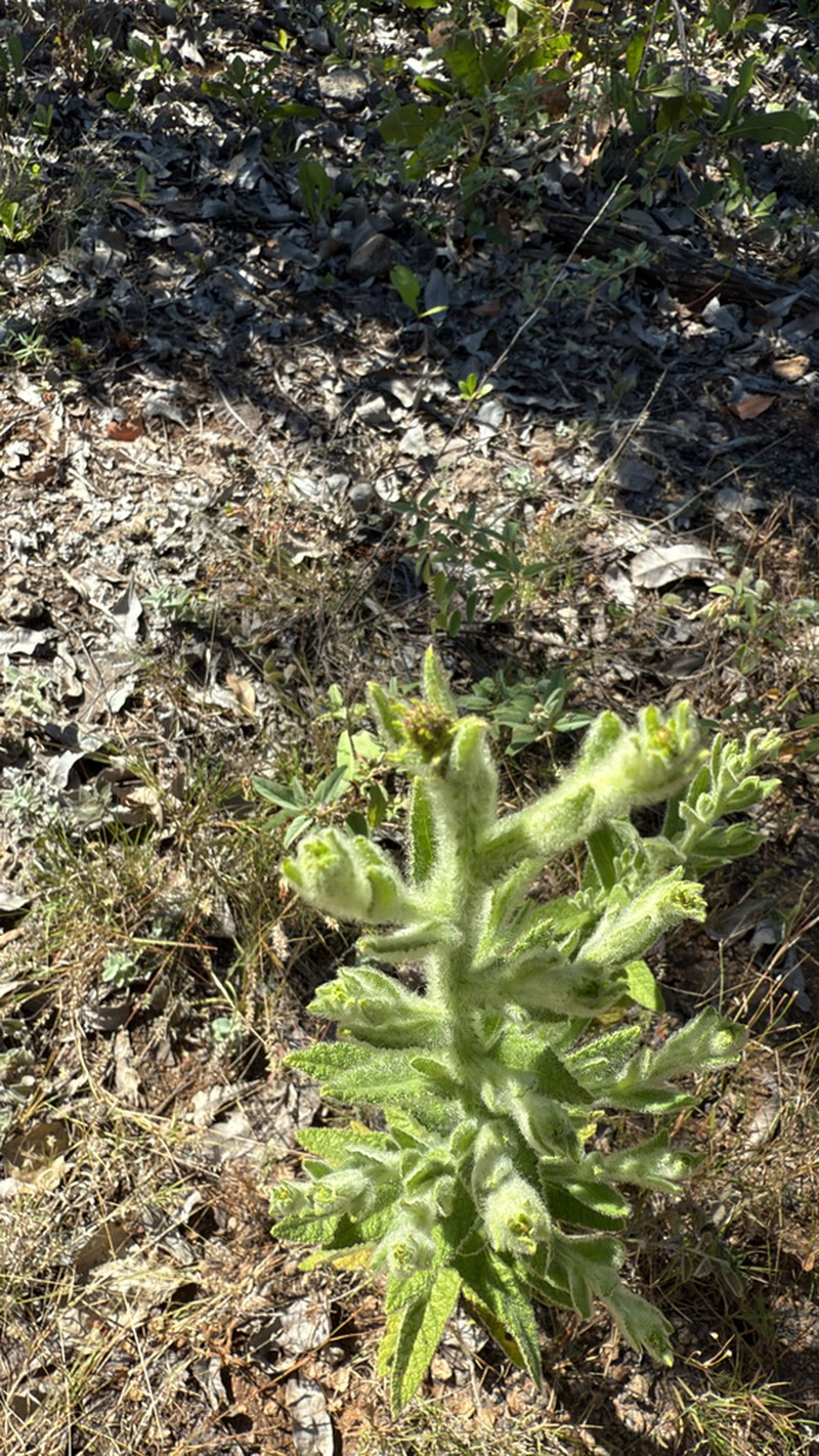 Pterocaulon serrulatum photo 2