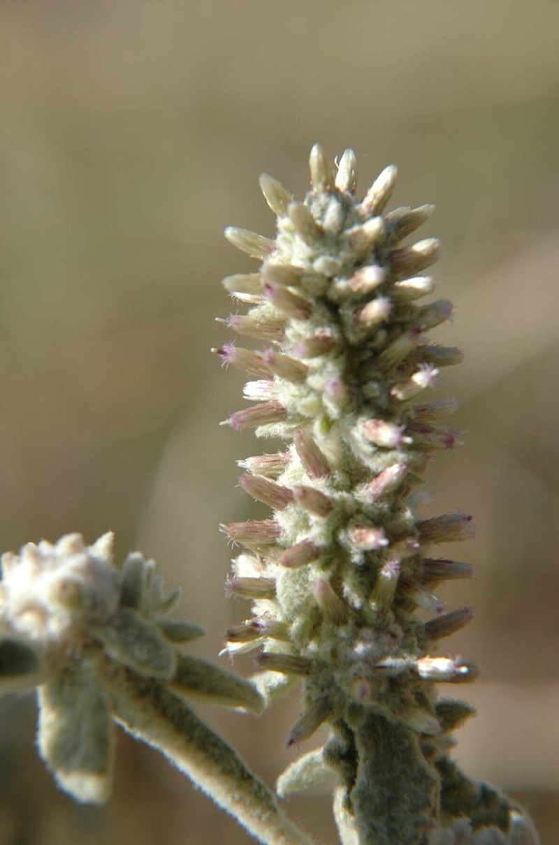 Pterocaulon serrulatum photo 3