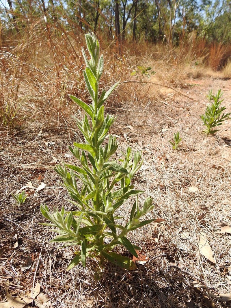 Pterocaulon serrulatum photo 4