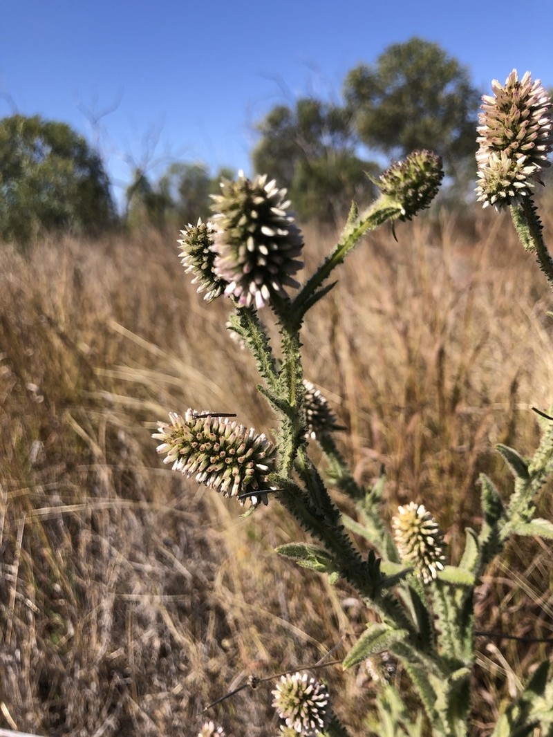 Pterocaulon serrulatum photo 5