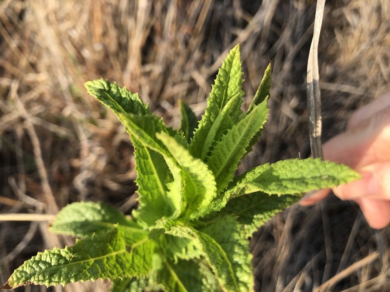 Pterocaulon serrulatum photo 6
