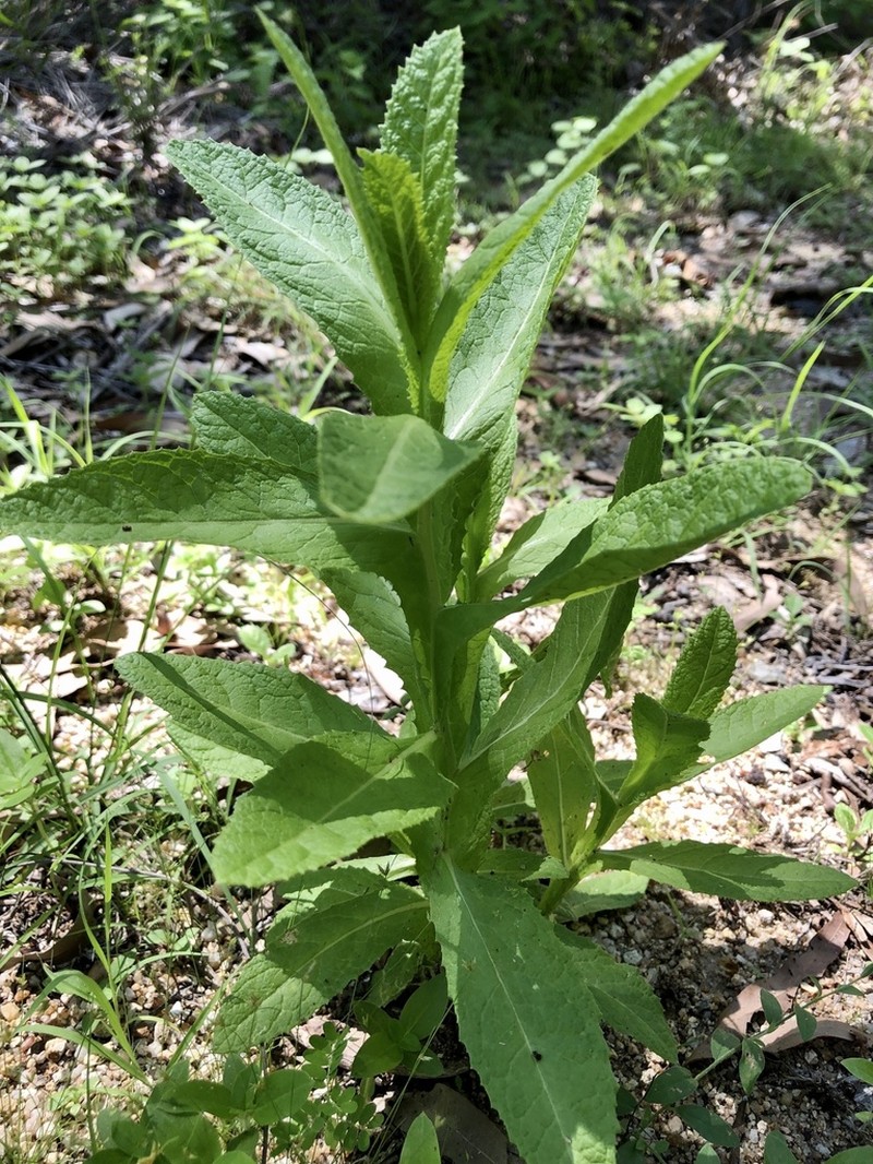 Pterocaulon serrulatum photo 7