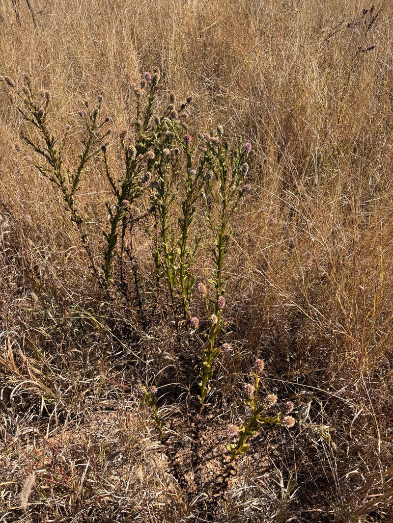 Pterocaulon serrulatum photo 8