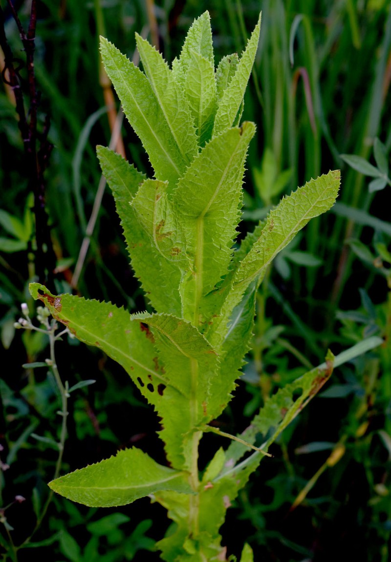 Pterocaulon serrulatum var. serrulatum