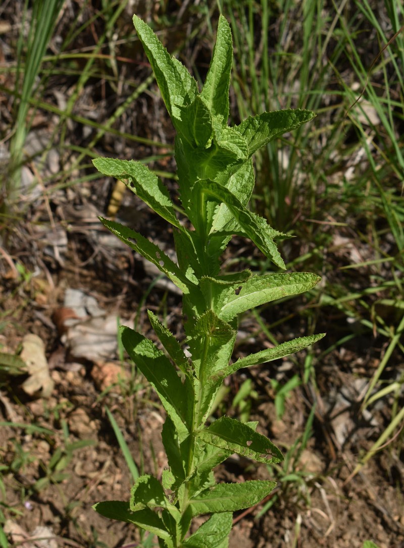 Pterocaulon serrulatum var. serrulatum photo 2
