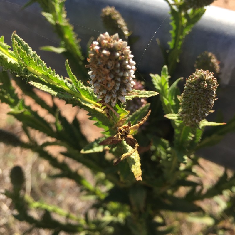 Pterocaulon serrulatum var. serrulatum photo 3