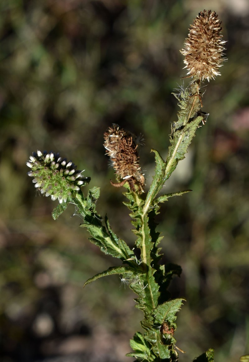 Pterocaulon serrulatum var. serrulatum photo 4