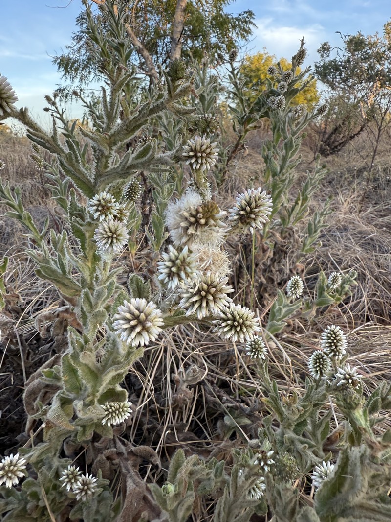 Pterocaulon serrulatum var. velutinum