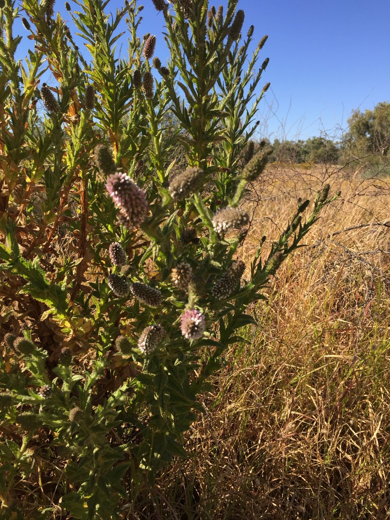 Pterocaulon serrulatum var. velutinum photo 2