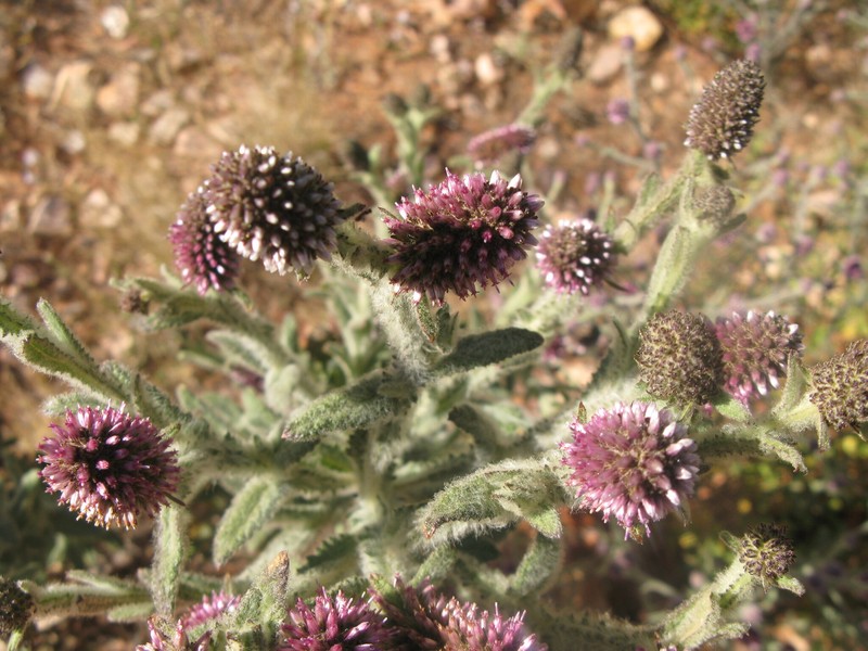 Pterocaulon serrulatum var. velutinum photo 3