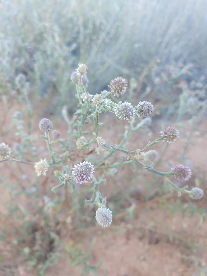 Pterocaulon serrulatum var. velutinum photo 4