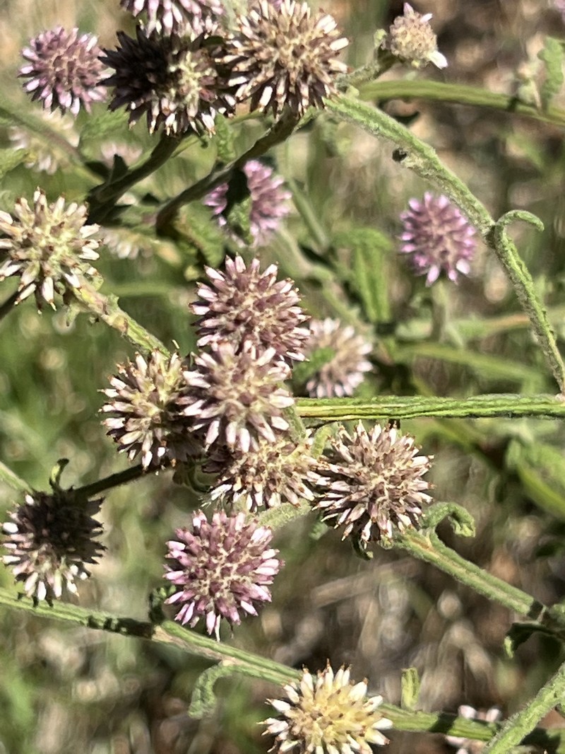 Pterocaulon sphacelatum