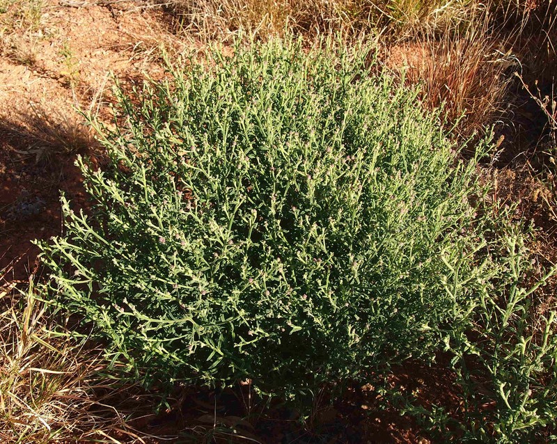 Pterocaulon sphacelatum photo 2