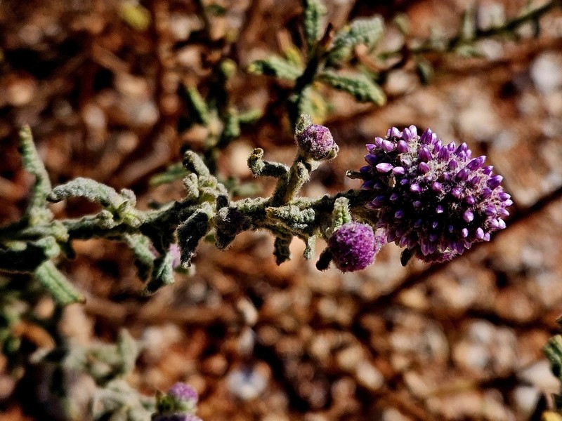 Pterocaulon sphacelatum photo 3