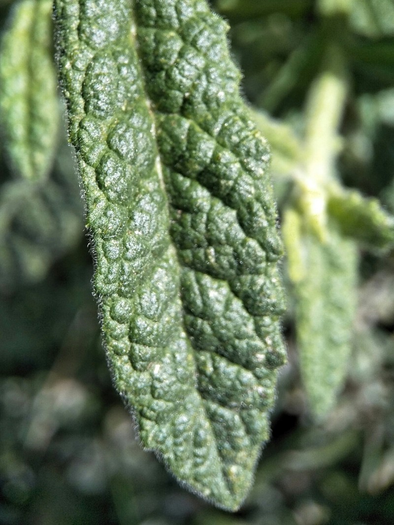 Pterocaulon sphacelatum photo 4