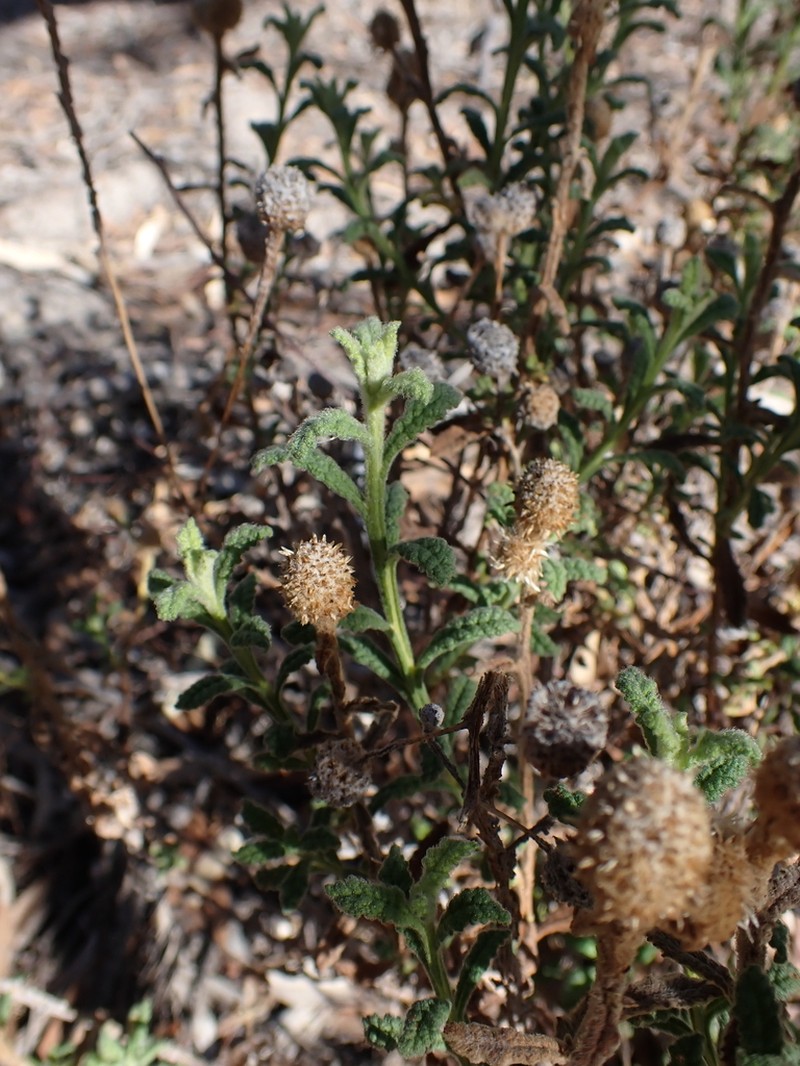 Pterocaulon sphacelatum photo 5