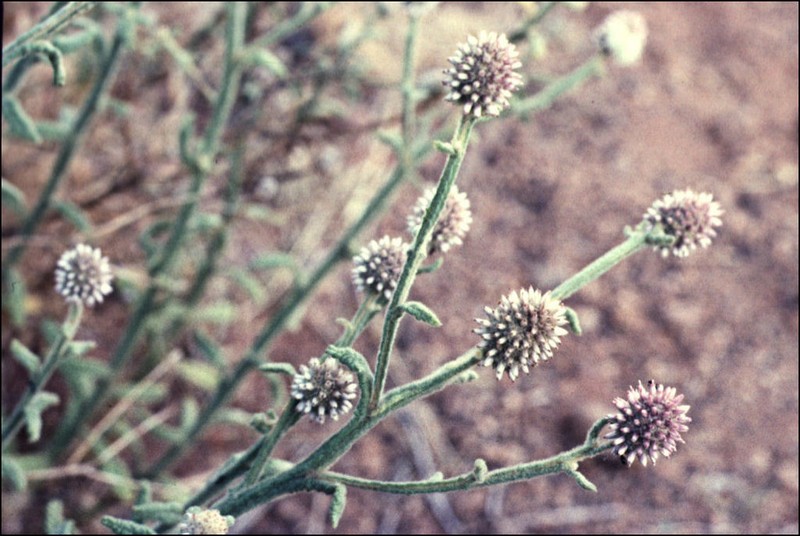 Pterocaulon sphacelatum photo 6