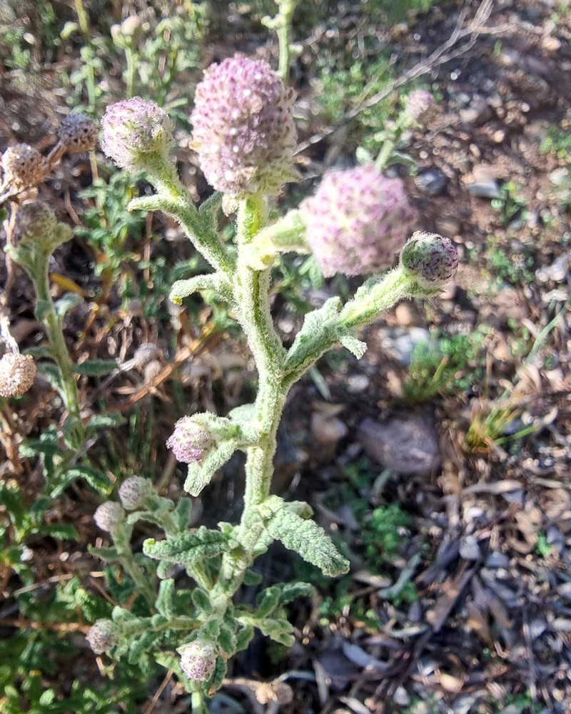 Pterocaulon sphacelatum photo 7