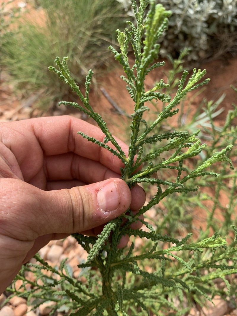 Pterocaulon sphaeranthoides