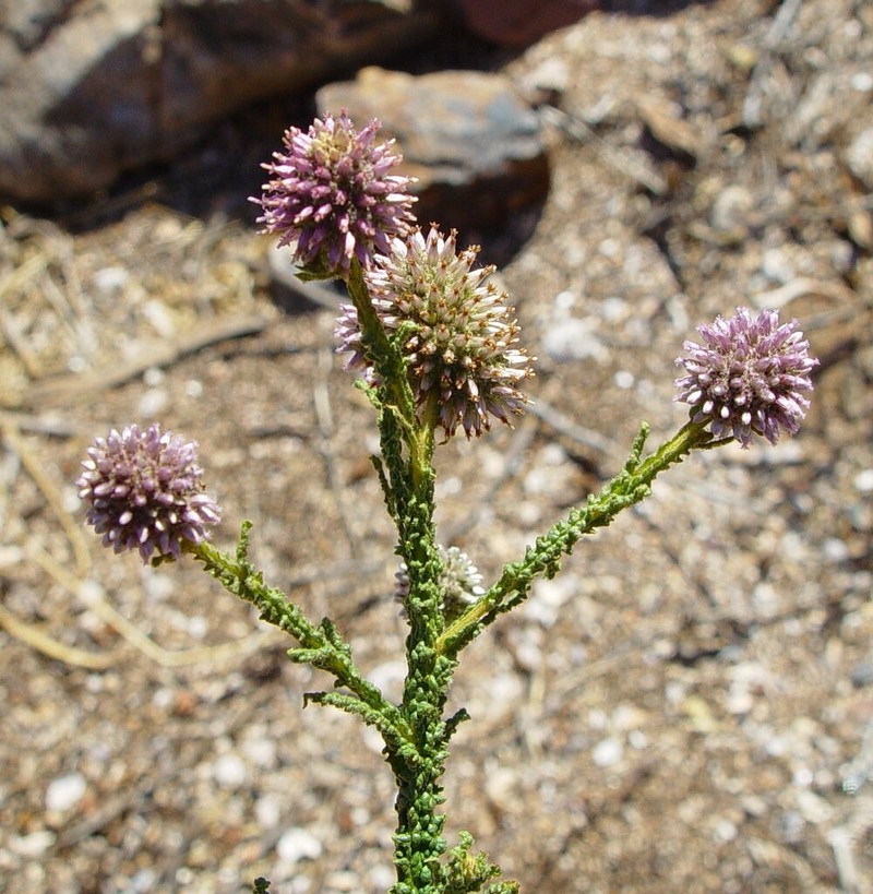 Pterocaulon sphaeranthoides photo 2