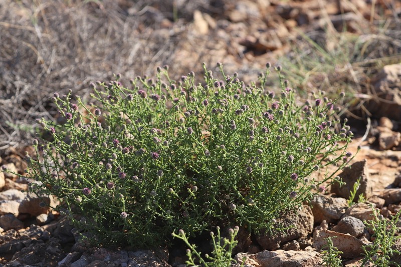 Pterocaulon sphaeranthoides photo 3