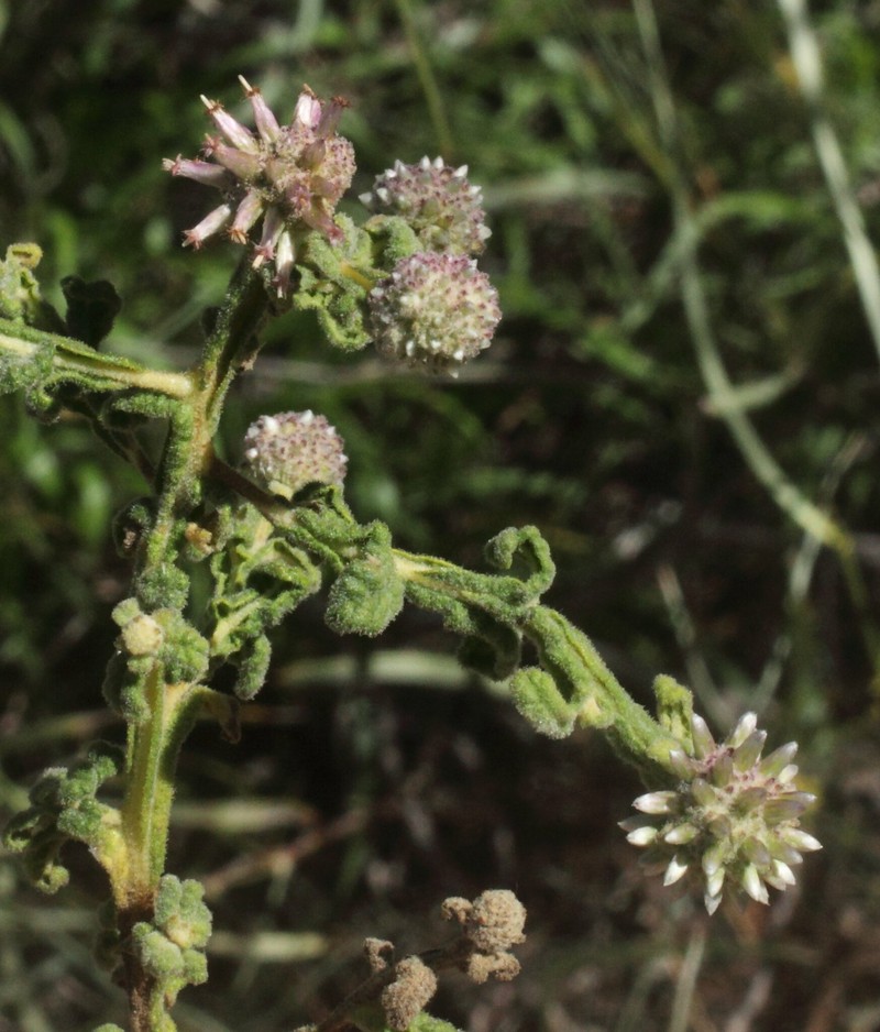 Pterocaulon sphaeranthoides photo 5