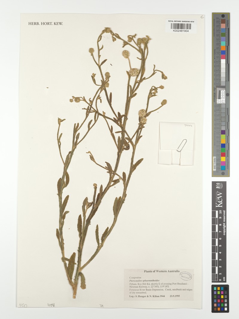 Pterocaulon sphaeranthoides photo 7