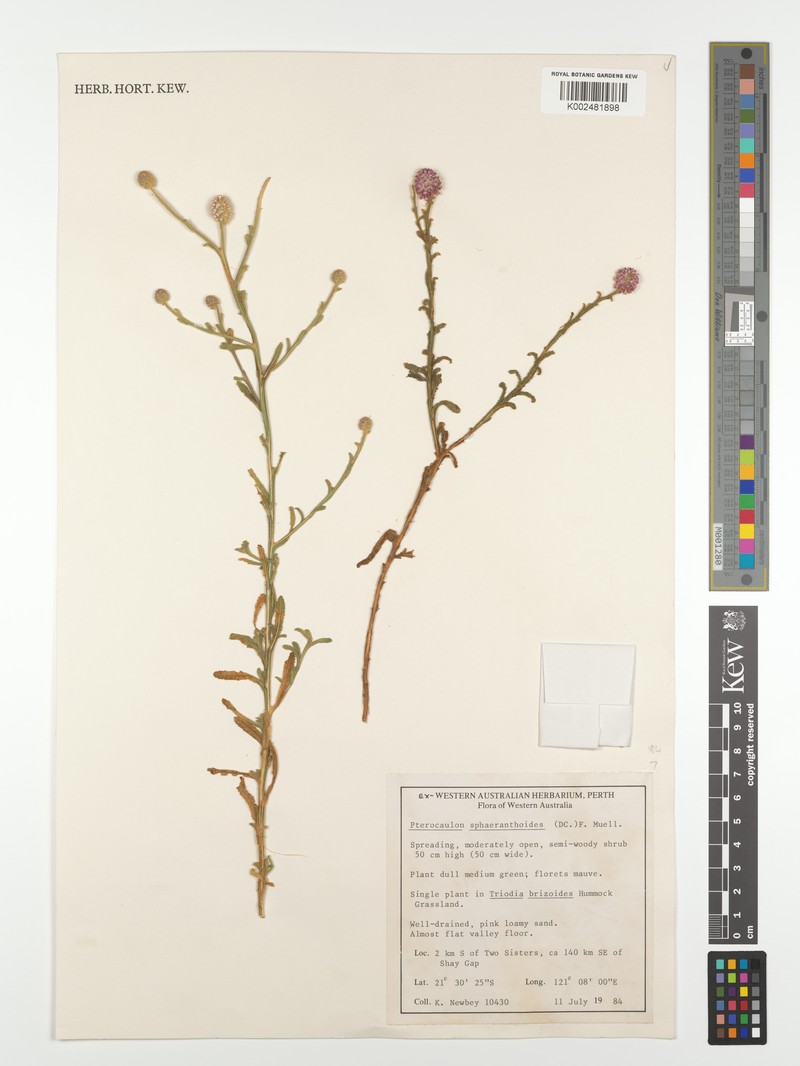 Pterocaulon sphaeranthoides photo 8