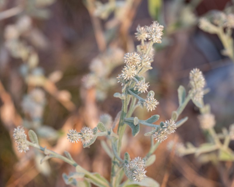 Pterocaulon tricholobum