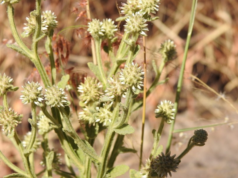 Pterocaulon tricholobum photo 2