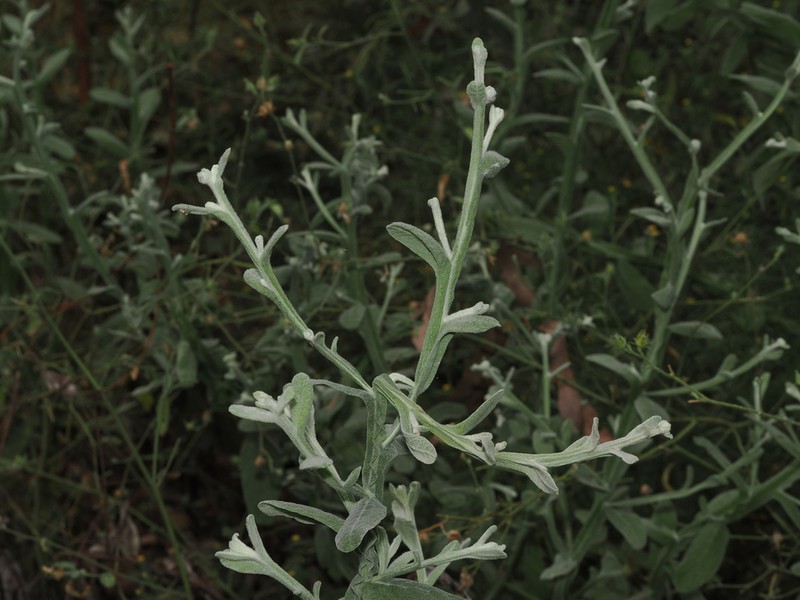 Pterocaulon tricholobum photo 3