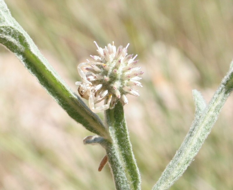 Pterocaulon tricholobum photo 4