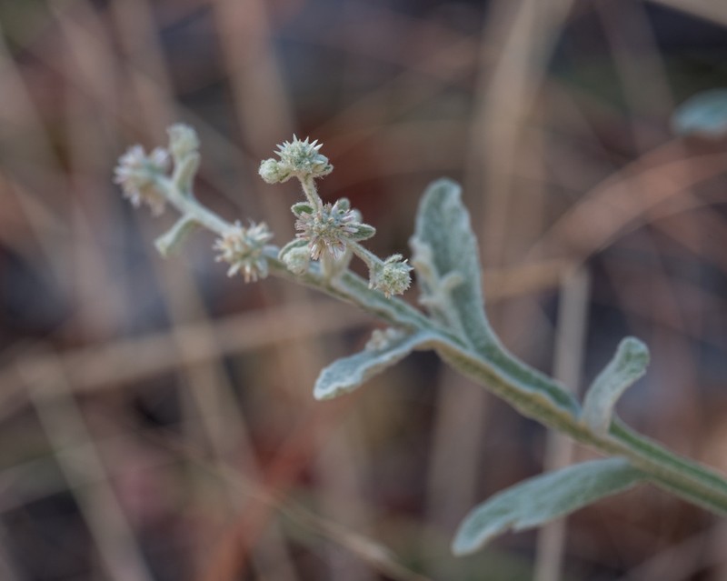 Pterocaulon tricholobum photo 5