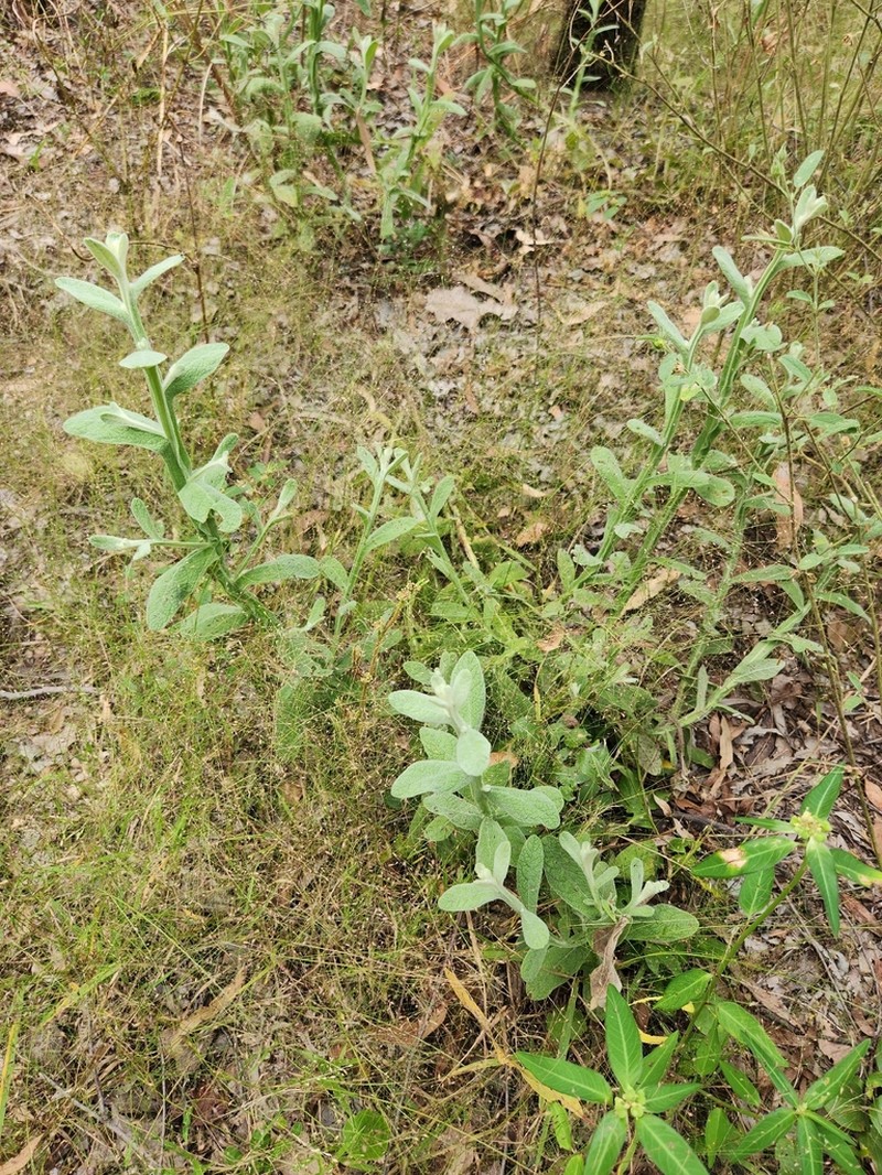Pterocaulon tricholobum photo 6