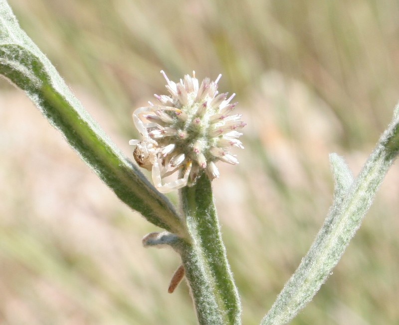Pterocaulon tricholobum photo 7