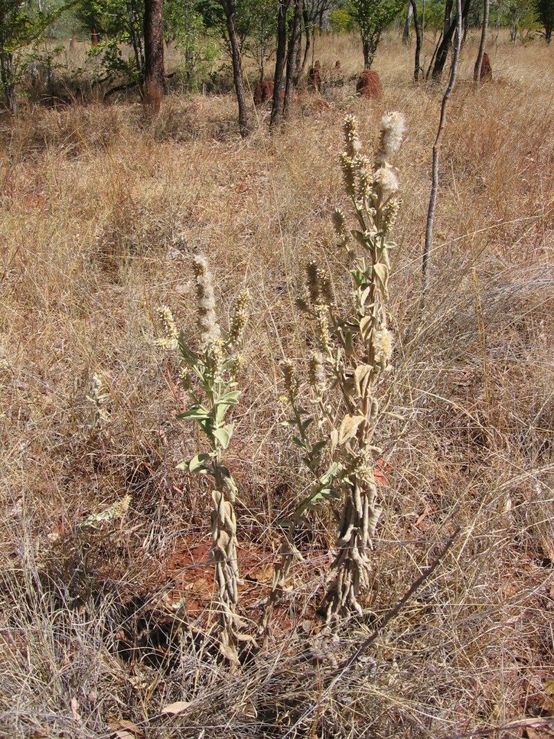 Pterocaulon verbascifolium