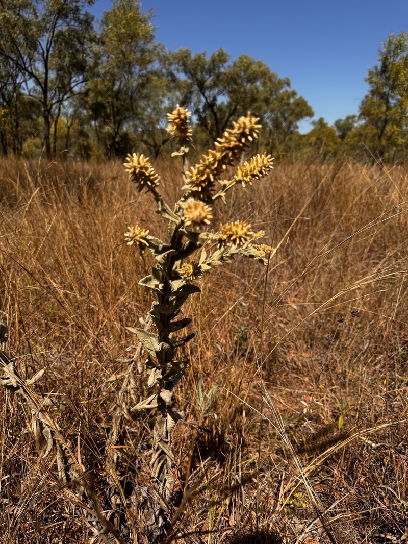 Pterocaulon verbascifolium photo 2