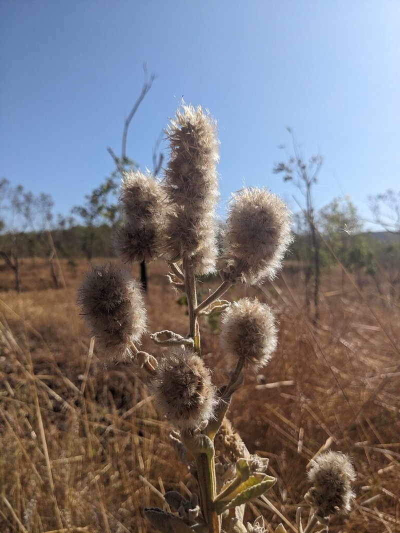 Pterocaulon verbascifolium photo 3