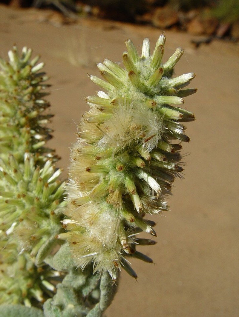 Pterocaulon verbascifolium photo 4