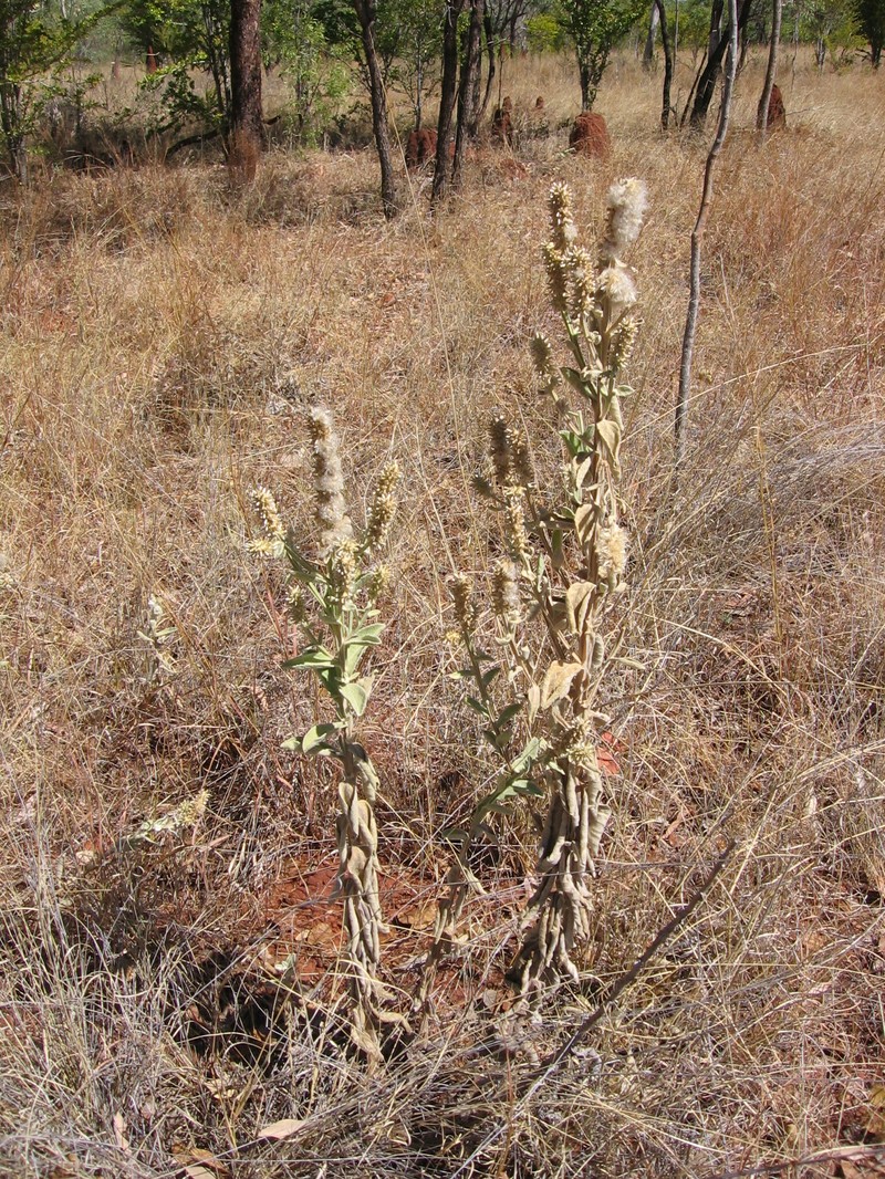 Pterocaulon verbascifolium photo 6