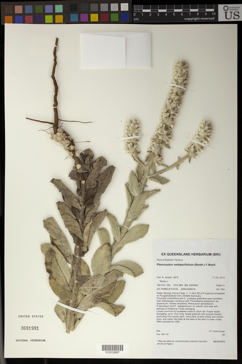 Pterocaulon verbascifolium photo 7