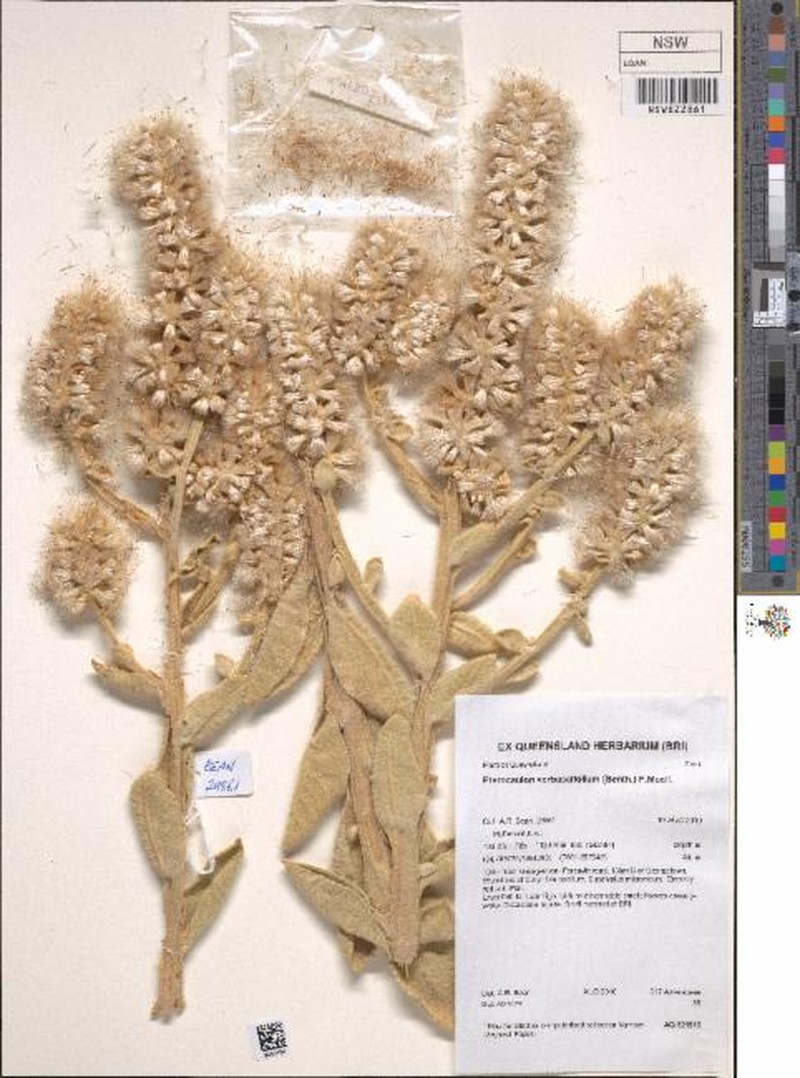 Pterocaulon verbascifolium photo 8