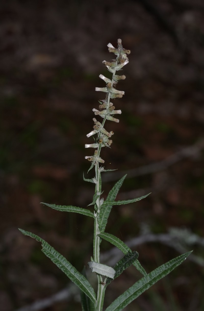 Wand Blackroot photo 7