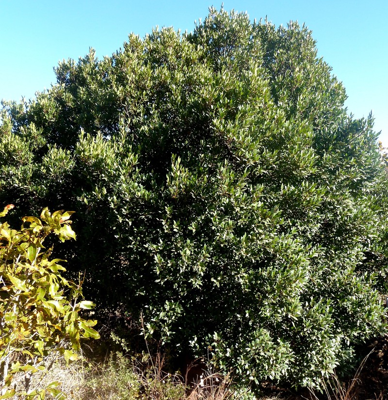 Pterocelastrus echinatus