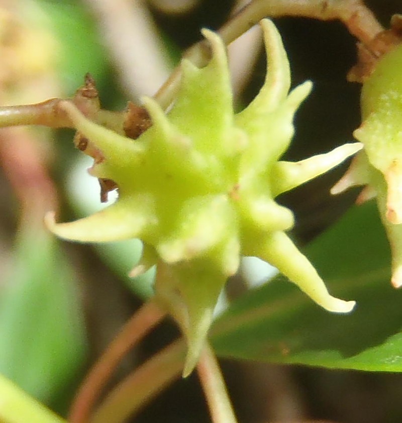 Pterocelastrus rostratus photo 2