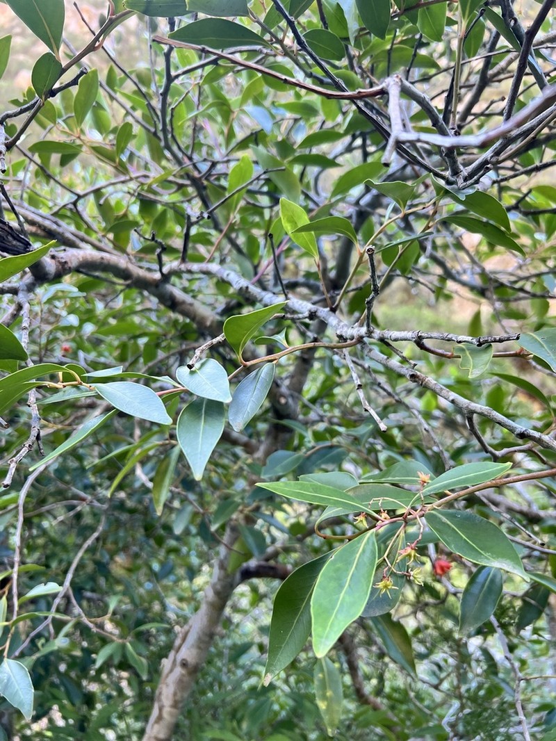 Pterocelastrus rostratus photo 4