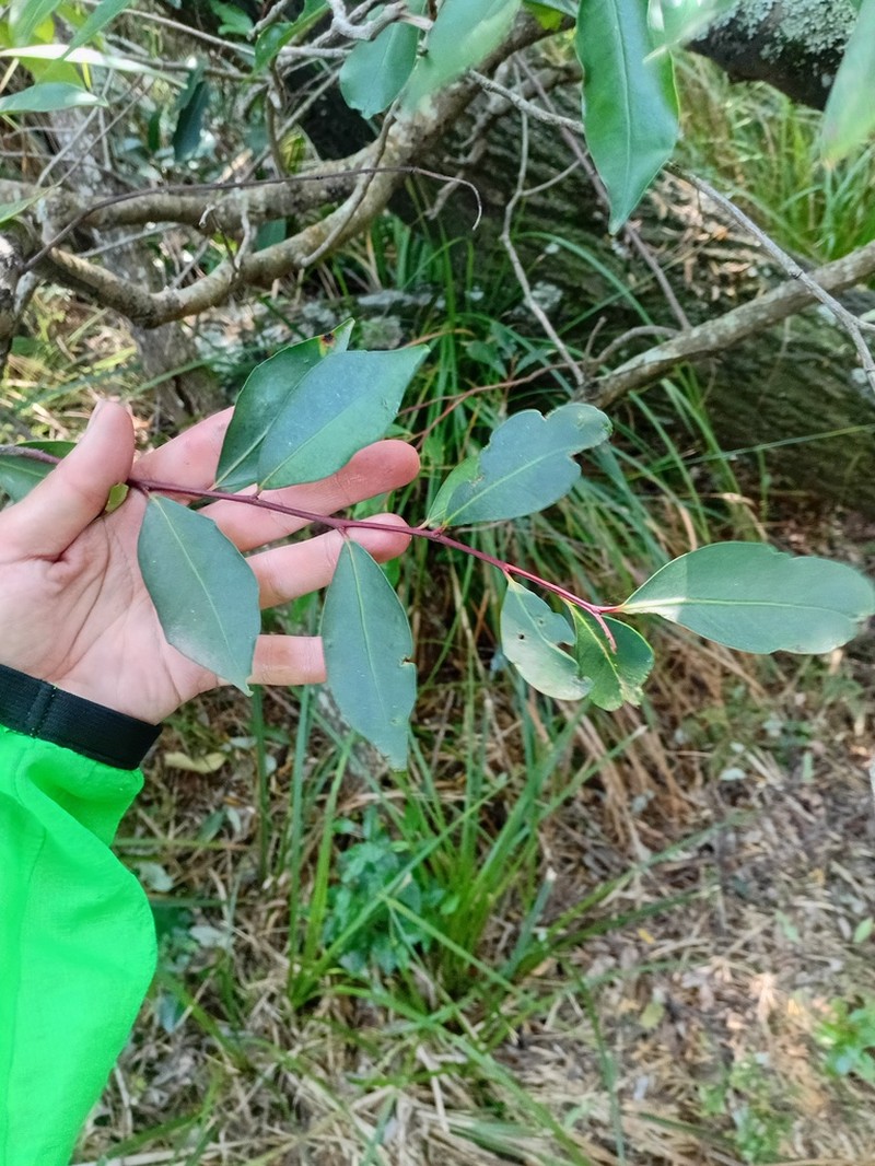 Pterocelastrus rostratus photo 5