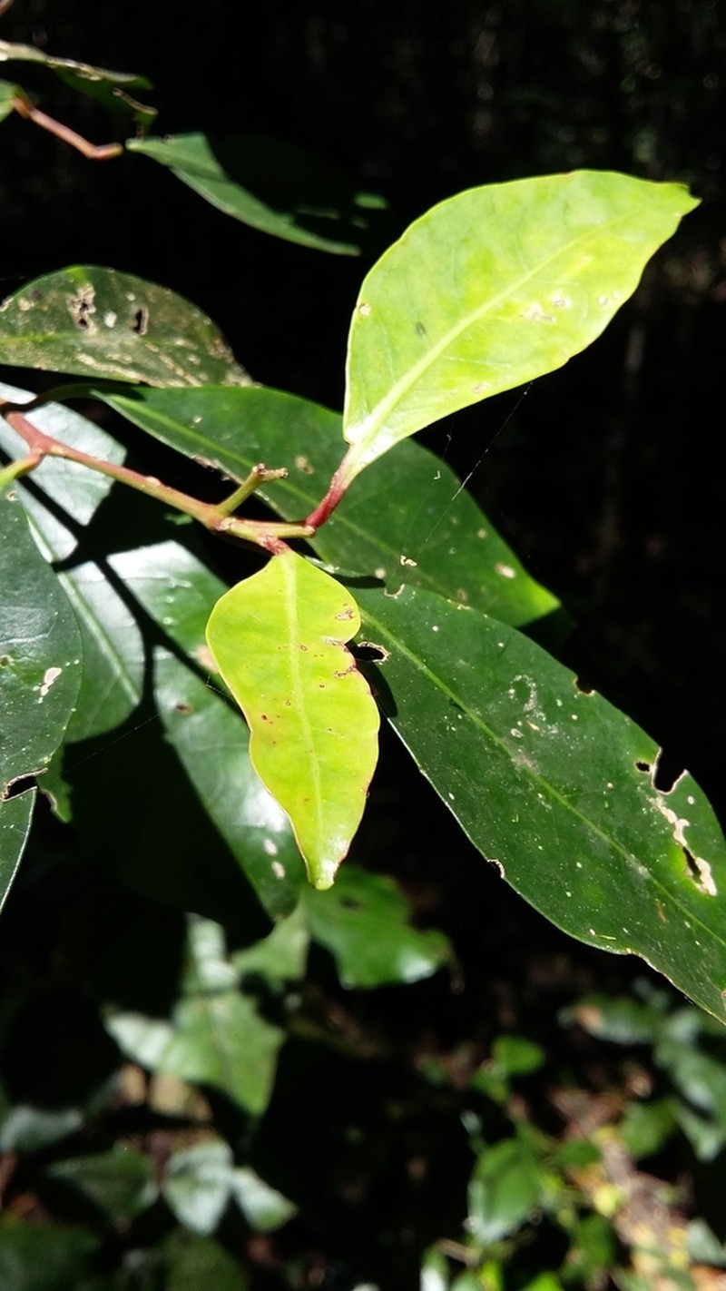 Pterocelastrus rostratus photo 6