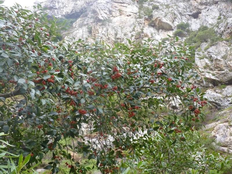 Pterocelastrus rostratus photo 7