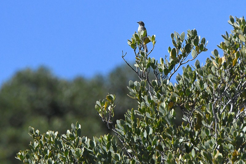 Pterocelastrus tricuspidatus photo 6